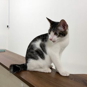 Cat Grooming - ShiMao